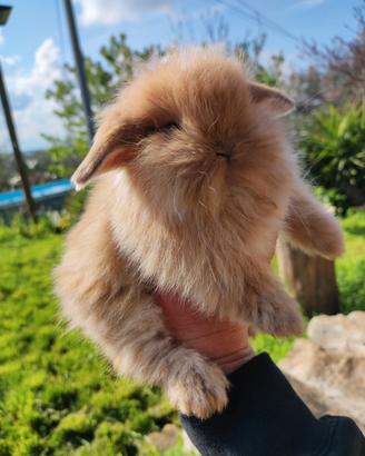 Coniglio ariete fuzzy lop