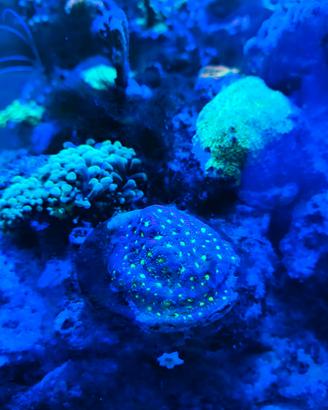 Corallo Favia/Favites war coral