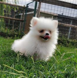 Cuccioli di Pomerania bianchi