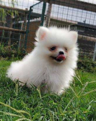Cuccioli di Pomerania bianchi