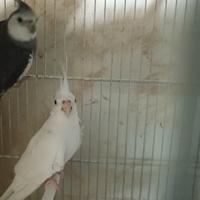 N. 6 coppie di calopsite allevamen