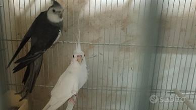 N. 6 coppie di calopsite allevamen