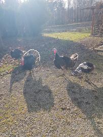 Tacchini maschi nostrani