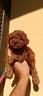 cuccioli-di-barboncini-toy