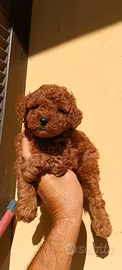 Cuccioli di barboncini toy
