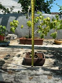 Bonsai acero montano