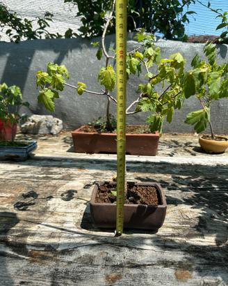 Bonsai acero montano