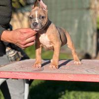 American pitbull terrier