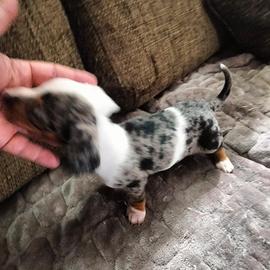 Cucciolo di bassotto