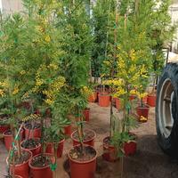 pianta di mimosa