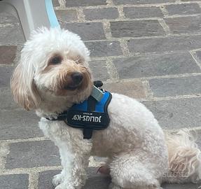 Maltipoo femmina per accoppiamento