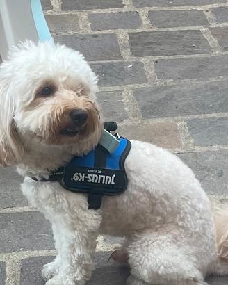 Maltipoo femmina per accoppiamento
