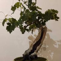 bonsai Vitis vinifera