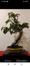 bonsai Vitis vinifera