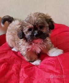 Shihtzu taglia piccola