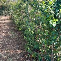 piante gelsomino benjamin