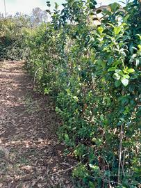 piante gelsomino benjamin