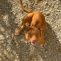 Cuccioli pitbull terrier