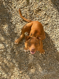 Cuccioli pitbull terrier