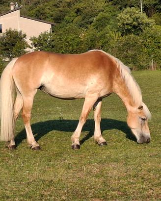 Cavalla Haflinger 8 anni