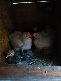Pulcinotti gallina Cocincina Nana