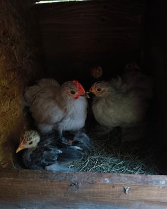 Pulcinotti gallina Cocincina Nana