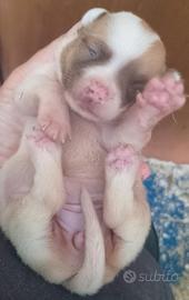 Chihuahua cuccioli