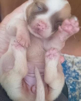 Chihuahua cuccioli