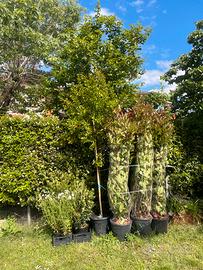 photinia melograno e altre piante