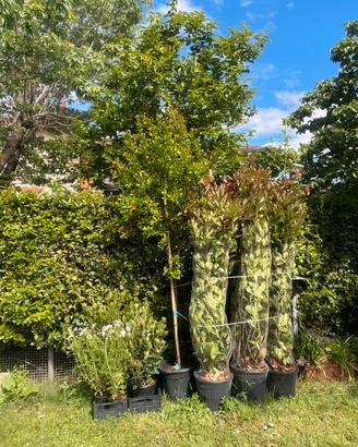 photinia melograno e altre piante