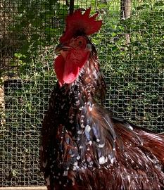 Gallo Sussex 2023