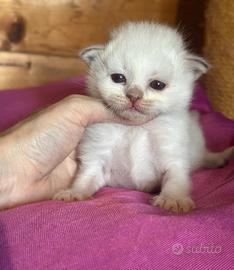 Gatto Sacro di Birmania Chocolate Point Tabby