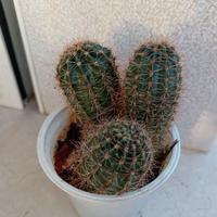 Cactus Echinopsis