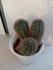 Cactus Echinopsis