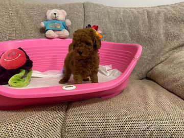 Barboncini toy con pedigree