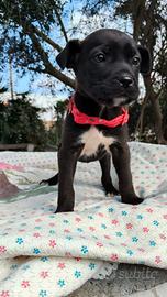 Cuccioli e cucciole taglia medio piccola