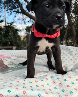 Cuccioli e cucciole taglia medio piccola