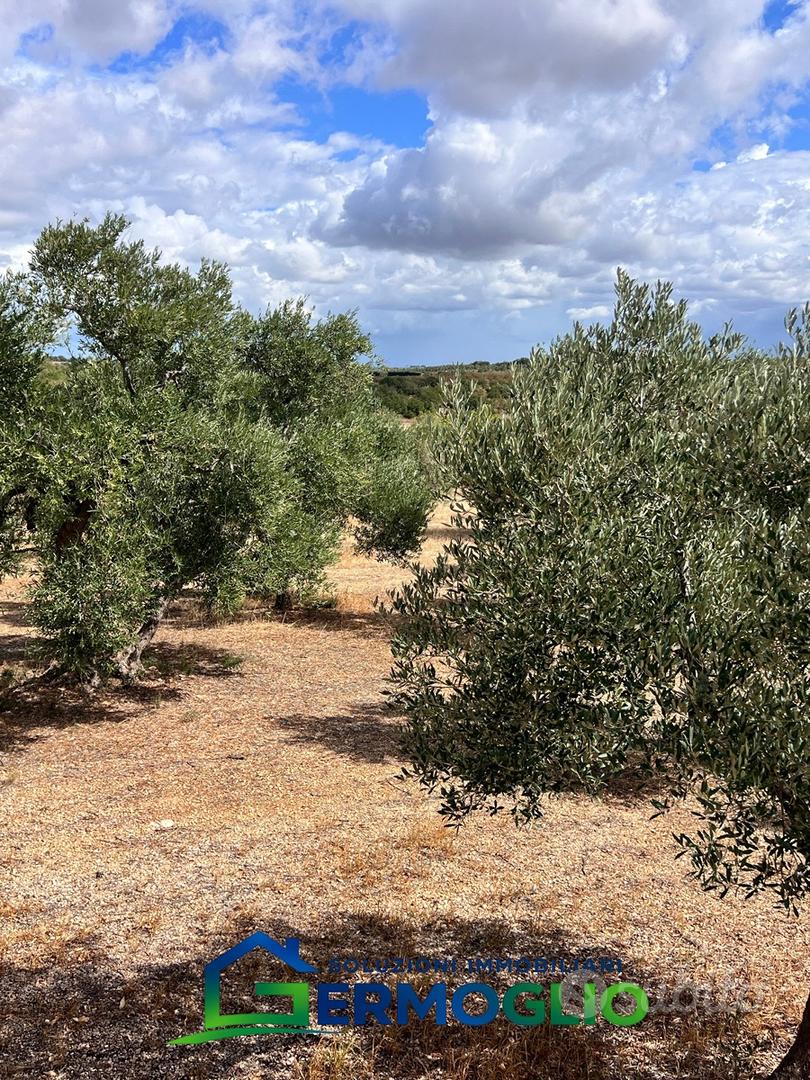 Terreno Uliveto Ruvo di Puglia - Altro