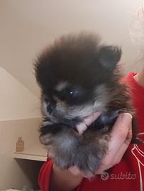 Spitz Tedesco nano black e tan Pomerania