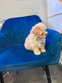 Cucciolo Maltipoo toy mini beige