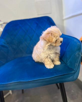 Cucciolo Maltipoo toy mini beige
