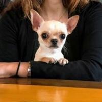 Accoppiamento chihuahua nano