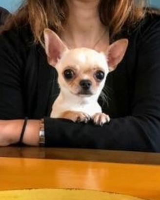 Accoppiamento chihuahua nano