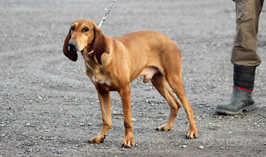 Segugio Italiano pronta caccia