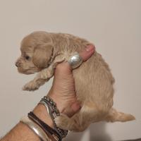Maltipoo