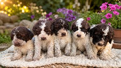 Lagotto