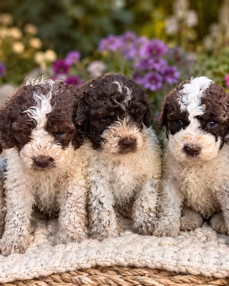 Lagotto