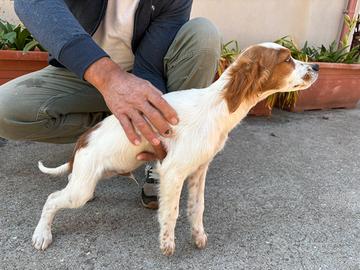 Cuccioli Épagneul breton