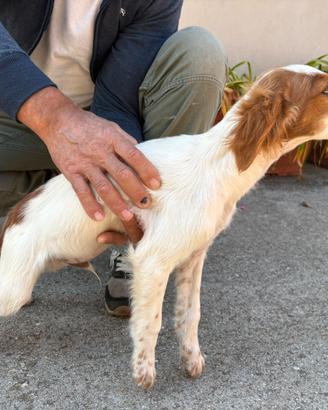 Cuccioli Épagneul breton