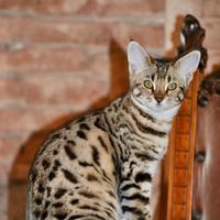 Savannah F5 Adulta